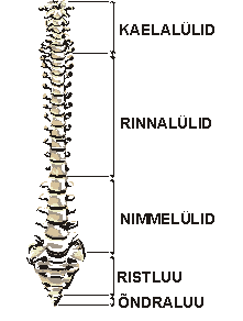 Nädala selgroog