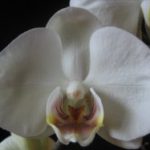 Phaleonopsis e. kuuking