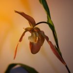 Phragmipedium Eric Young