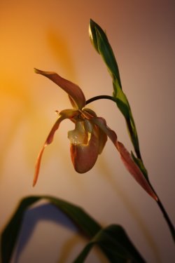 Phragmipedium Eric Young